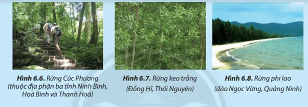 Hãy cho biết mục đích sử dụng các loại rừng rừng thể hiện ở Hình 6.6, 6.7 và 6.8 Luyen Tap 2 Trang 40 Cong Nghe Lop 7 Chan Troi