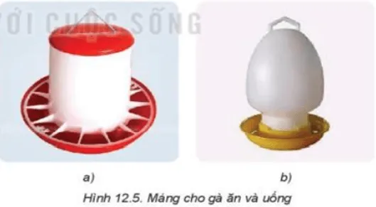 Trình bày cách nuôi dưỡng, chăm sóc gà Cau Hoi 7 Trang 68 Cong Nghe Lop 7 Ket Noi