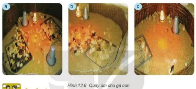 Em hãy quan sát sự phân bố của gà con trong Hình 12.6 Ket Noi Nang Luc Trang 60 Cong Nghe Lop 7 Ket Noi