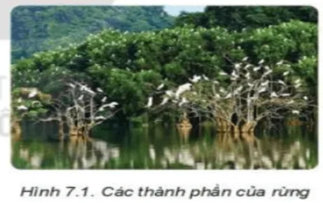 Quan sát Hình 7.1 và nêu các thành phần của rừng theo gợi ý Kham Pha Trang 29 Cong Nghe Lop 7 Ket Noi