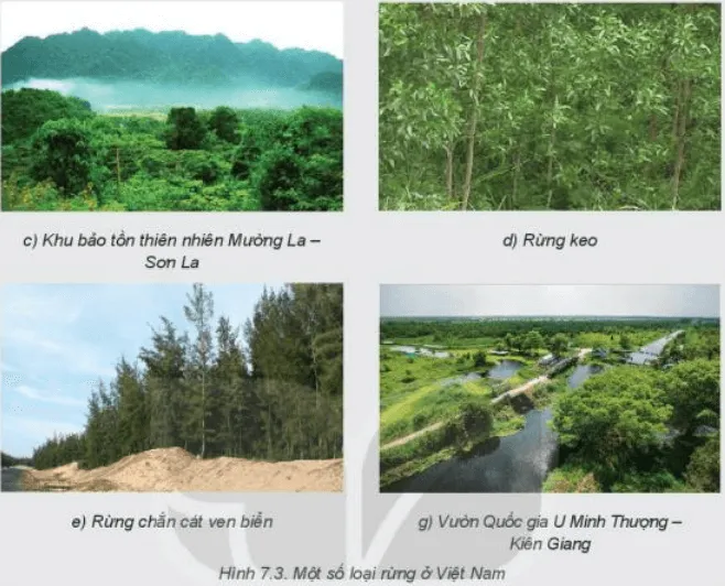 Xác định từng loại rừng phù hợp với mỗi ảnh trong Hình 7.3 Kham Pha Trang 31 Cong Nghe Lop 7 Ket Noi 1