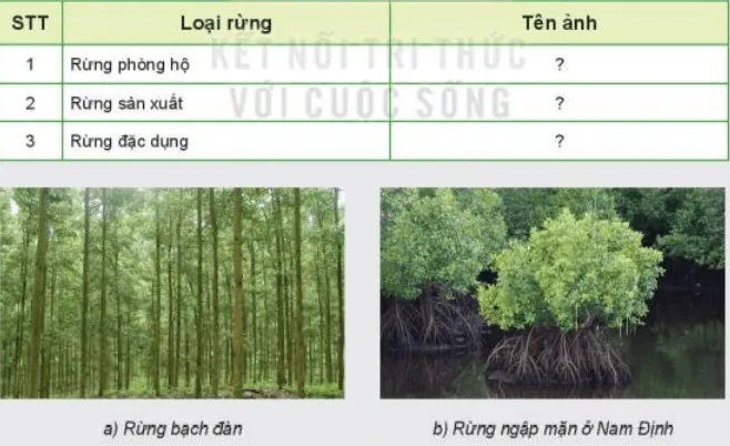 Xác định từng loại rừng phù hợp với mỗi ảnh trong Hình 7.3 Kham Pha Trang 31 Cong Nghe Lop 7 Ket Noi