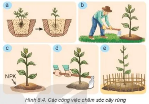 Quan sát Hình 8.4 và nêu các công việc chăm sóc cây rừng Kham Pha Trang 36 Cong Nghe Lop 7 Ket Noi