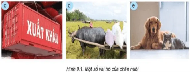 Quan sát Hình 9.1 và nêu một số vai trò của chăn nuôi Kham Pha Trang 40 Cong Nghe Lop 7 Ket Noi 1
