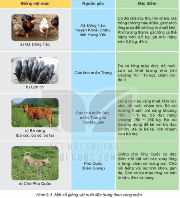 Trong các vật nuôi ở Hình 9.3, em có ấn tượng với loại vật nuôi Kham Pha Trang 42 Cong Nghe Lop 7 Ket Noi