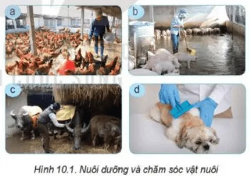 Quan sát Hình 10.1 và cho biết nuôi dưỡng, chăm sóc vật nuôi bao gồm Kham Pha Trang 47 Cong Nghe Lop 7 Ket Noi
