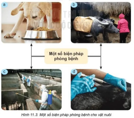Quan sát Hình 11.3 và nêu một số biện pháp phòng bệnh cho vật nuôi Kham Pha Trang 54 Cong Nghe Lop 7 Ket Noi