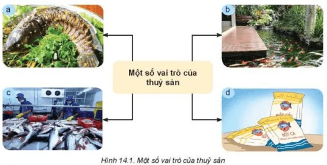 Quan sát Hình 14.1 và nêu vai trò của thủy sản Kham Pha Trang 70 Cong Nghe Lop 7 Ket Noi