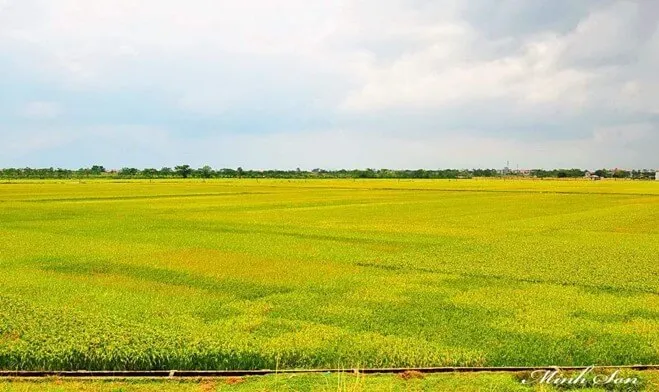 Em hãy sưu tầm tư liệu để giải thích lí do cây lúa nước phù hợp với điều kiện tự nhiên Việt Nam Van Dung Trang 66 Dia Li 10