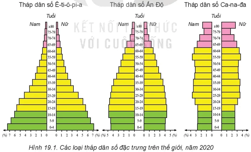 Quan sát hình 19.1, hãy so sánh sự khác nhau giữa tháp dân số năm 2020 Bai 19 Quy Mo Dan So Gia Tang Dan So Va Co Cau Dan So The Gioi 132631