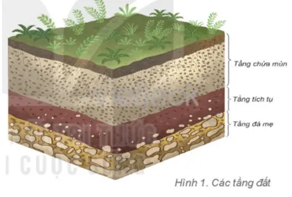  Quan sát hình 1, em hãy kể tên các tầng đất. Trong các tầng đất Cau Hoi 1 Trang 168 Dia Li Lop 6 Ket Noi Tri Thuc