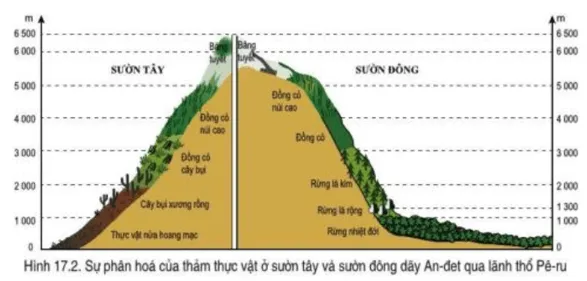Đọc thông tin và quan sát hình 17.2, hãy cho biết thảm thực vật thay đổi như thế nào  Cau Hoi Trang 138 Dia Li Lop 7 Canh Dieu 1 141211