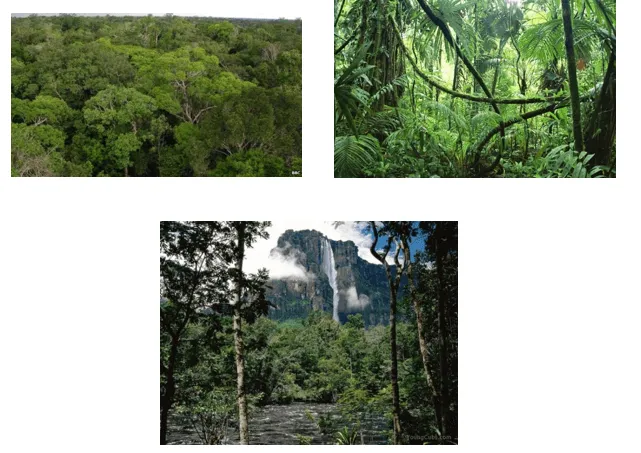 Quan sát hình 16.3 và thông tin trong bài, trình bày sự phân hóa tự nhiên theo chiều cao của dãy núi An-đét Cau Hoi Trang 156 Dia Li Lop 7 Chan Troi