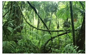 Dựa vào kiến thức đã học, sưu tầm những hình ảnh nổi bật về rừng nhiệt đới ở Nam Mỹ Van Dung 2 Trang 156 Dia Li Lop 7 Chan Troi 140753