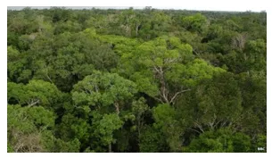 Dựa vào kiến thức đã học, sưu tầm những hình ảnh nổi bật về rừng nhiệt đới ở Nam Mỹ Van Dung 2 Trang 156 Dia Li Lop 7 Chan Troi 140754