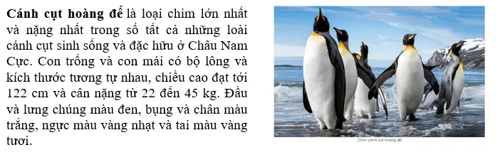 Đặc điểm nào về tự nhiên của châu Nam Cực làm em ấn tượng nhất Van Dung 3 Trang 180 Dia Li Lop 7 Chan Troi 140799