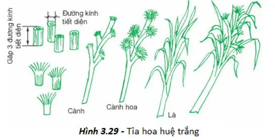 Giải bài tập công nghệ 6 Bai 24 Thuc Hanh Tia Hoa Trang Tri Mon An 2