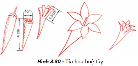 Giải bài tập công nghệ 6 Bai 24 Thuc Hanh Tia Hoa Trang Tri Mon An 3