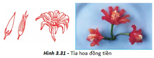 Giải bài tập công nghệ 6 Bai 24 Thuc Hanh Tia Hoa Trang Tri Mon An 4