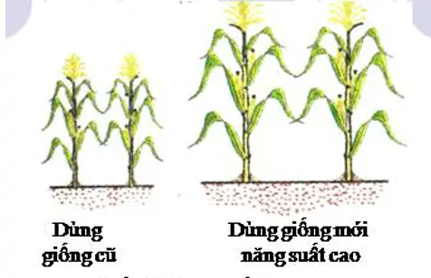 Giải bài tập Công nghệ 7 | Giải Công nghệ 7 Cau 1 Trang 25 Cong Nghe 7