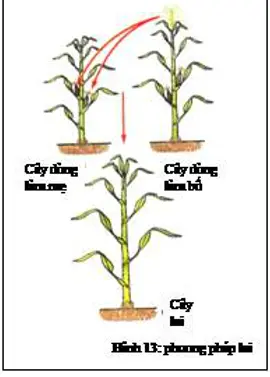 Giải bài tập Công nghệ 7 | Giải Công nghệ 7 Cau 3 Trang 25 Cong Nghe 7