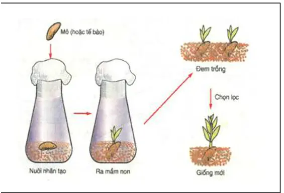 Giải bài tập Công nghệ 7 | Giải Công nghệ 7 Cau 5 Trang 25 Cong Nghe 7