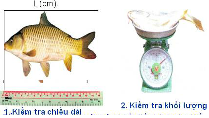 Giải bài tập Công nghệ 7 | Giải Công nghệ 7 Tra Loi Cau Hoi Cong Nghe 7 Bai 54 Trang 146