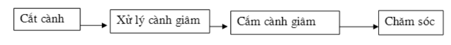 Bài 4: Thực hành: Giâm cành | Giải bài tập Công nghệ 9 Bai 4 Thuc Hanh Giam Canh 1