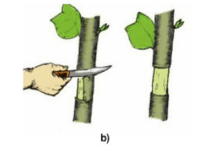 Bài 5: Thực hành: Chiết cành | Giải bài tập Công nghệ 9 Bai 5 Thuc Hanh Chiet Canh 2