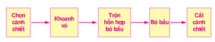 Bài 5: Thực hành: Chiết cành | Giải bài tập Công nghệ 9 Bai 5 Thuc Hanh Chiet Canh