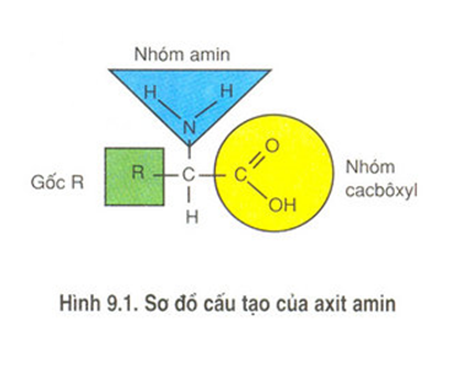 Trả lời câu hỏi Sinh 10 nâng cao Bài 9 trang 33 | Giải bài tập Sinh học lớp 10 nâng cao hay nhất Tra Loi Cau Hoi Sinh 10 Nang Cao Bai 9 Trang 33