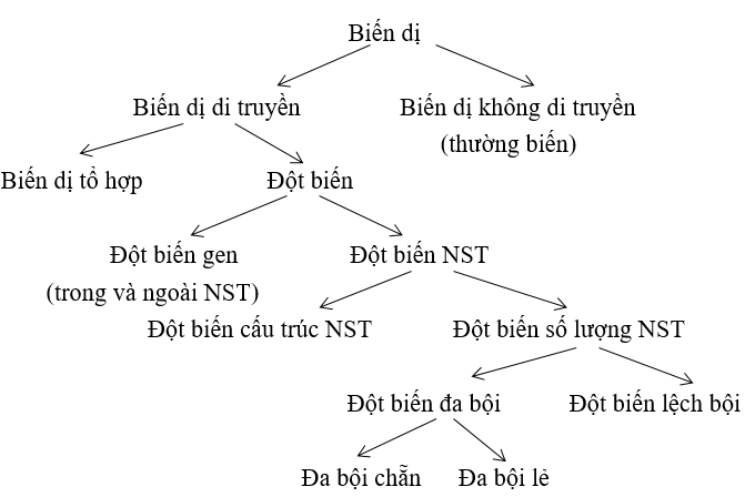 Bài 3 trang 123 sgk Sinh học 12 nâng cao | Giải bài tập Sinh học lớp 12 nâng cao hay nhất Bai 3 Trang 123 Sgk Sinh Hoc 12 Nang Cao 1