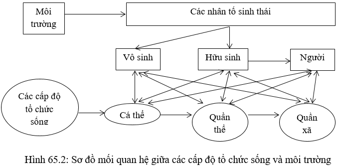 Bài 9 trang 270 sgk Sinh học 12 nâng cao | Giải bài tập Sinh học lớp 12 nâng cao hay nhất Bai 9 Trang 270 Sgk Sinh Hoc 12 Nang Cao 2