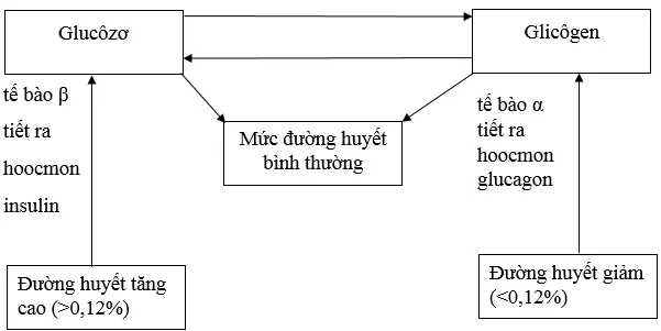 Giải bài tập Sinh học 8 | Trả lời câu hỏi Sinh 8 Cau 3 Trang 181 Sinh 8