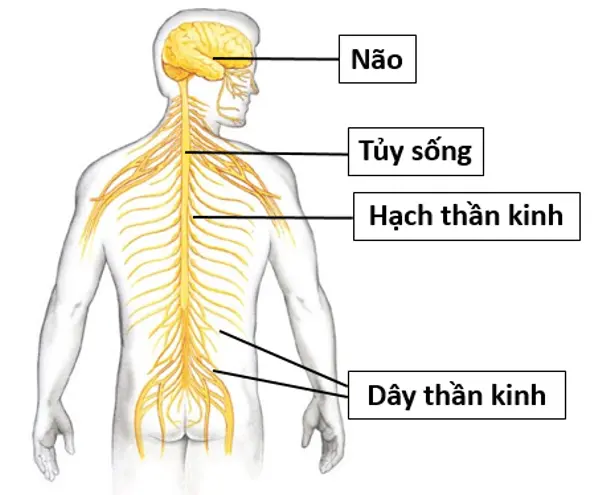 Giải bài tập Sinh 11 | Trả lời câu hỏi Sinh 11 Tra Loi Cau Hoi Sinh 11 Bai 27 Trang 111