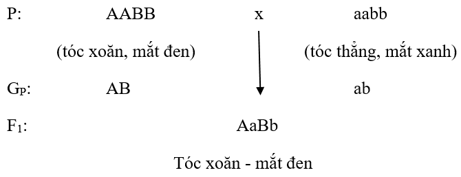 Giải bài 4 trang 19 sgk Sinh 9 | Để học tốt Sinh 9 Bai 4 Trang 19 Sgk Sinh 9