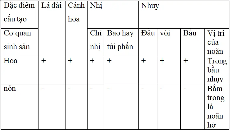 Bài 40: Hạt trần - Cây thông | Giải VBT Sinh học lớp 6 Bai 40 Hat Tran Cay Thong