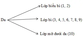 Giải vở bài tập Sinh học 8 | Giải VBT Sinh học 8 Bai 41 Cau Tao Va Chuc Nang Cua Da