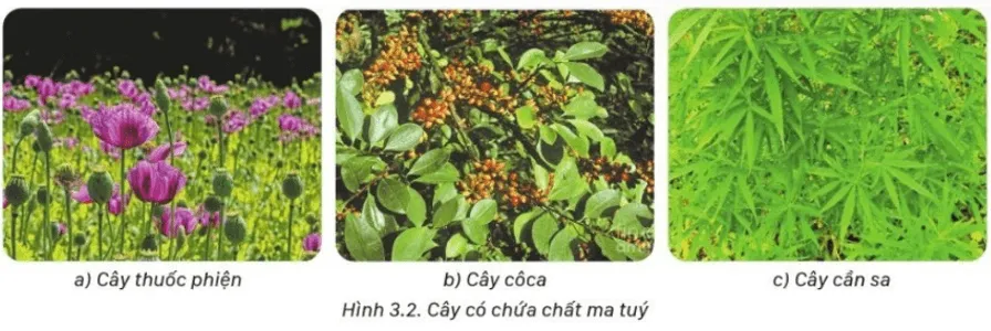 Lý thuyết GDQP 10 Cánh diều Bài 3: Ma túy và tác hại của ma túy (ảnh 2) Ly Thuyet Bai 3 Ma Tuy Va Tac Hai Cua Ma Tuy 157162