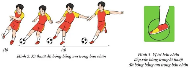 Nêu những điểm khác nhau giữa kĩ thuật đá bóng bằng mu trong bàn chân Bai 2 Ki Thuat Dan Bong Bang Mu Ngoai Ban Chan Va Ki Thuat Da Bong Bang Mu Trong Ban Chan Bd 1