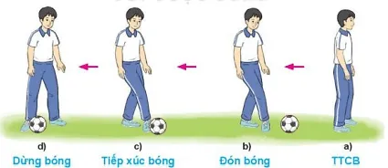 Vận dụng phối hợp kĩ thuật đá bóng và dừng bóng bằng lòng bàn chân để luyện tập, vui chơi hàng ngày Cau 1 Trang 40 Giao Duc The Chat 10 Bd