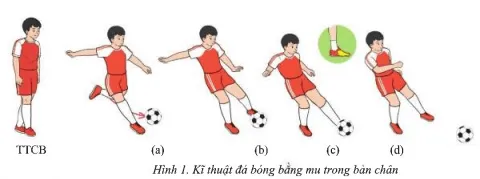 Em hãy nêu cách thực hiện kĩ thuật đá bóng bằng mu trong bàn chân và mu giữa bàn chân Cau 1 Trang 72 Giao Duc The Chat 7