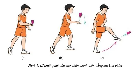 Em hãy mô tả cách thực hiện kĩ thuật phát cầu cao chân chính diện bằng mu bàn chân Cau 1 Trang 88 Giao Duc The Chat 7