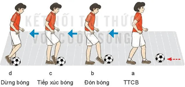 Em hãy nêu sự khác biệt giữa kĩ thuật dừng bóng lăn bằng mu giữa bàn chân Bai 2 Ki Thuat Dung Bong Lan Bang Mu Giua Ban Chan