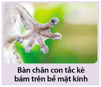 Giải thích vì sao con tắc kè có thể di chuyển trên mặt kính trơn nhẵn, thẳng đứng A Sua Van Dung 3 Trang 67 Hoa Hoc 10