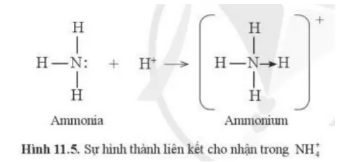 Những nguyên tử nào trong cation ammonium thỏa mãn quy tắc octet? Cau Hoi 6 Trang 59 Hoa Hoc 10