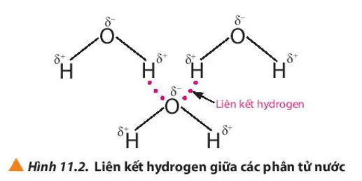 Hợp chất nào dưới đây tạo được liên kết hydrogen liên phân tử (ảnh 1) Bai 1 Trang 71 Hoa Hoc 10 135070