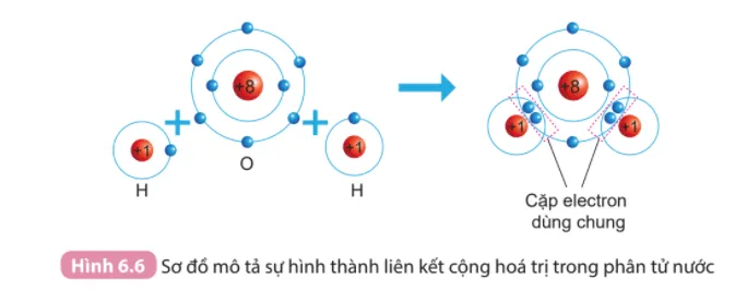 Giải thích sự hình thành liên kết trong phân tử H2O bằng cách áp dụng quy tắc (ảnh 1) Bai 4 Trang 54 Hoa Hoc 10 134883