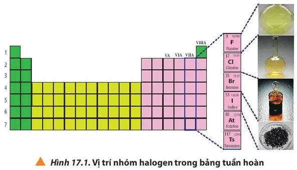 Quan sát Hình 17.1, cho biết vị trí nhóm halogen trong bảng tuần hoàn Cau Hoi 1 Trang 106 Hoa Hoc 10