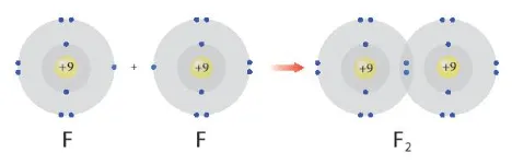 Hình 8.1 giải thích sự hình thành phân tử hydrogen (H2) và fluorine (F2) (ảnh 1) Cau Hoi 1 Trang 52 Hoa Hoc 10 134851